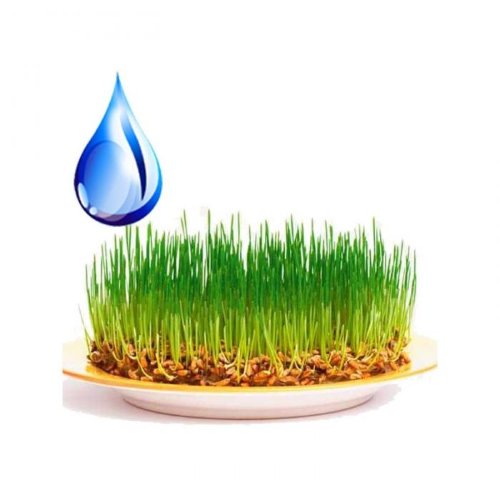 Масло Зародышей пшеницы водорастворимое  